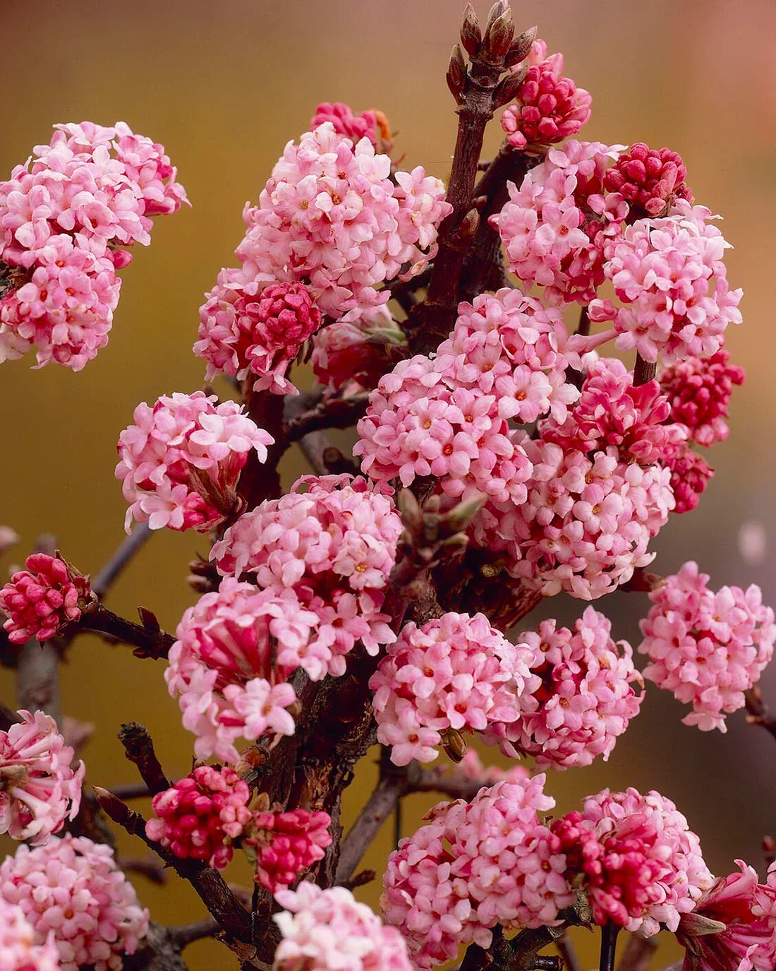 viburnum-dawn-6.webp