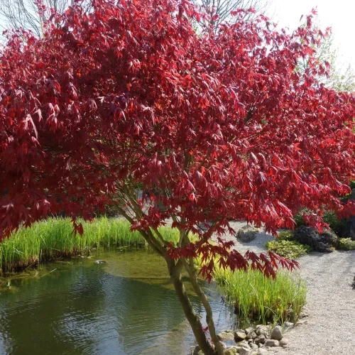 japansk-ahorn---acer-palmatum-firecracker-fit-500x500x80 (1).webp