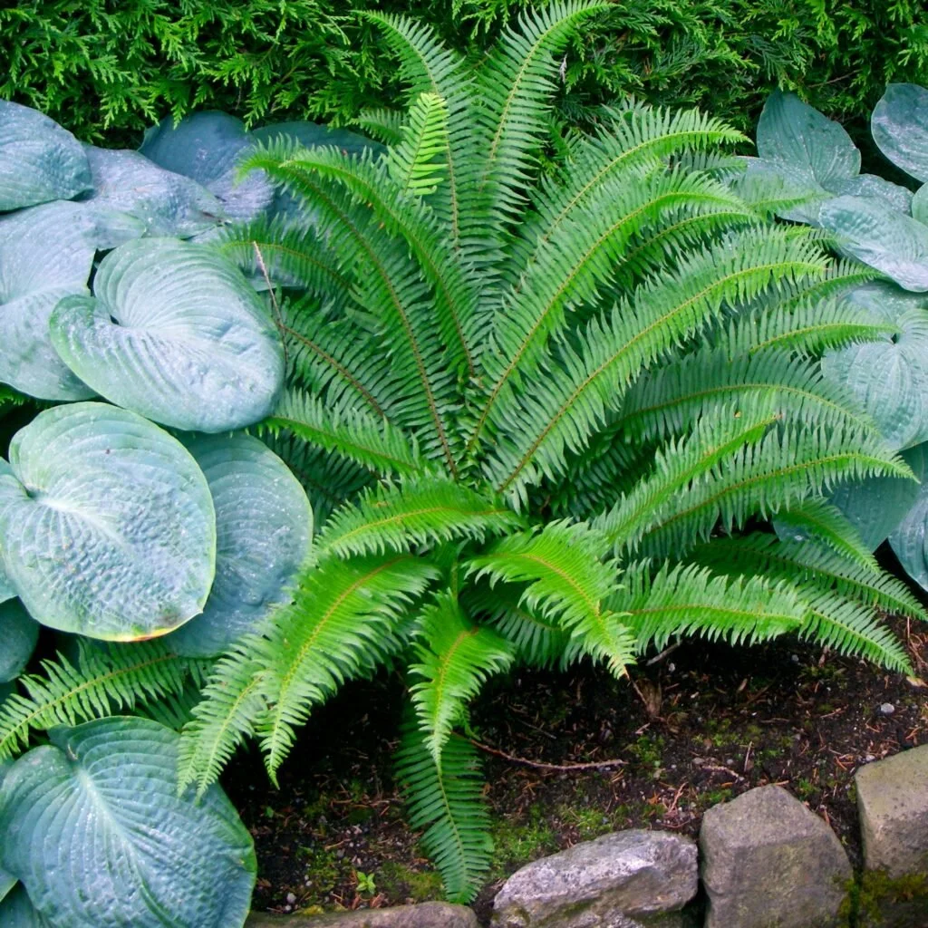 Polystichum-munitum-1024x1024.jpg