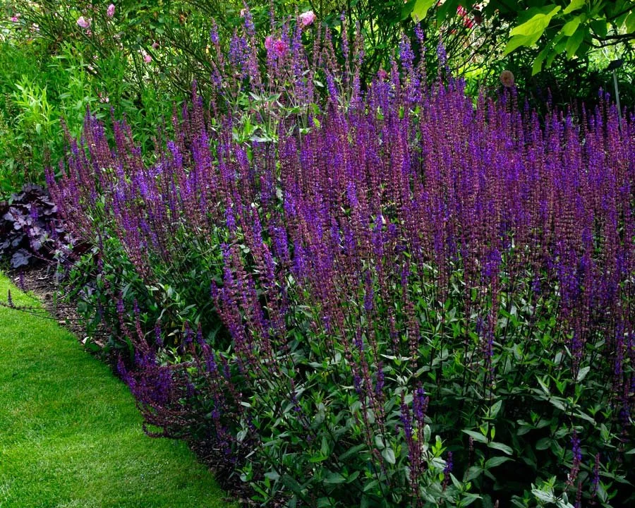 Salvia-Nemorosa-Caradonna-WS1.jpg