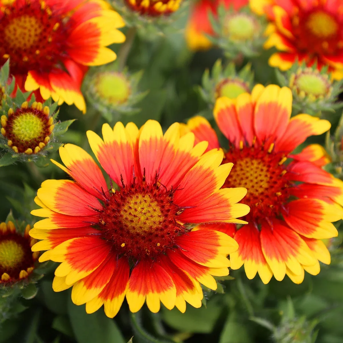 GaillardiaSpinTopyellowtouch_1200x.webp