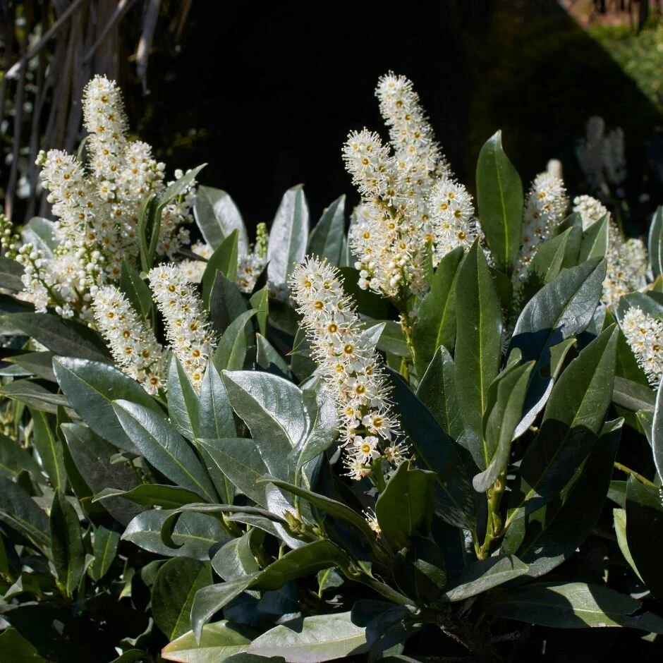 prunus-laurocerasus-otto-luyken-cherry-laurel-pom-pom-style-940x940-633ab74674e6c_l.jpg