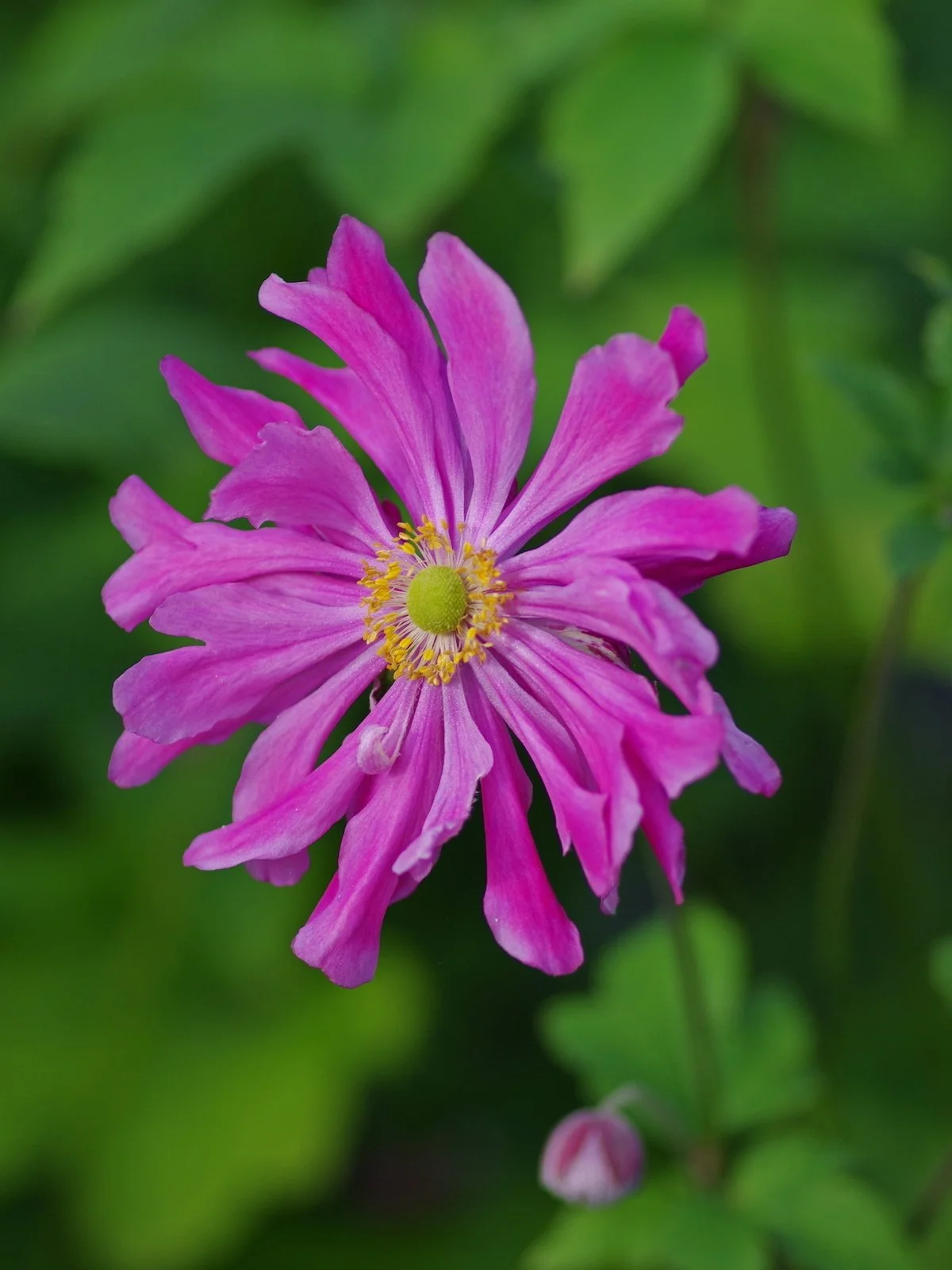 anemone-hupehensis-var-japonica-prinz-heinrich-bc-nursery-17-10-22_15d5879e85 (1).jpg