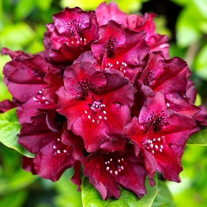 Rhododendron Midnight Rare - 4Ltr Pot