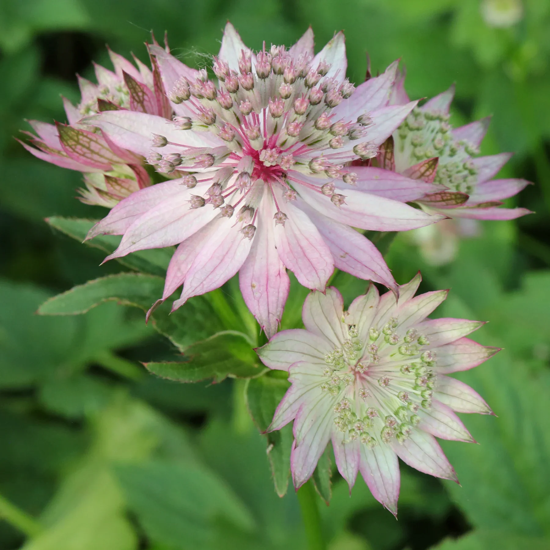 Astrantia-major-cv-7.webp