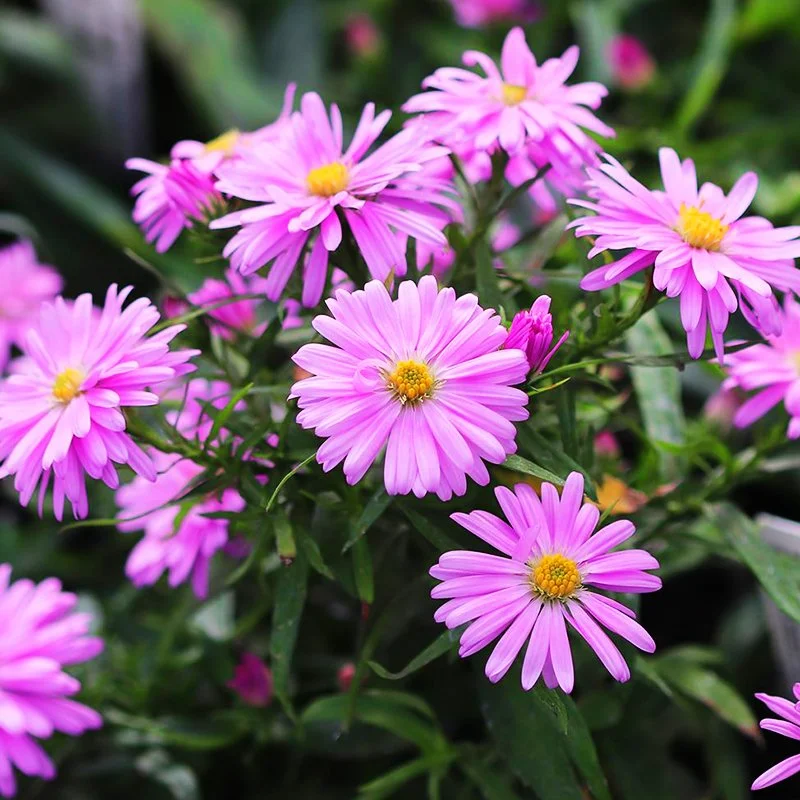 Aster_Woods_Pink_3-copy.jpg