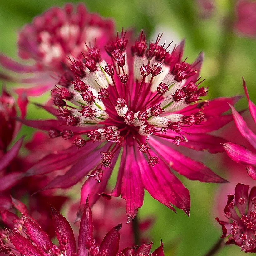 Astrantia-rouge.jpg