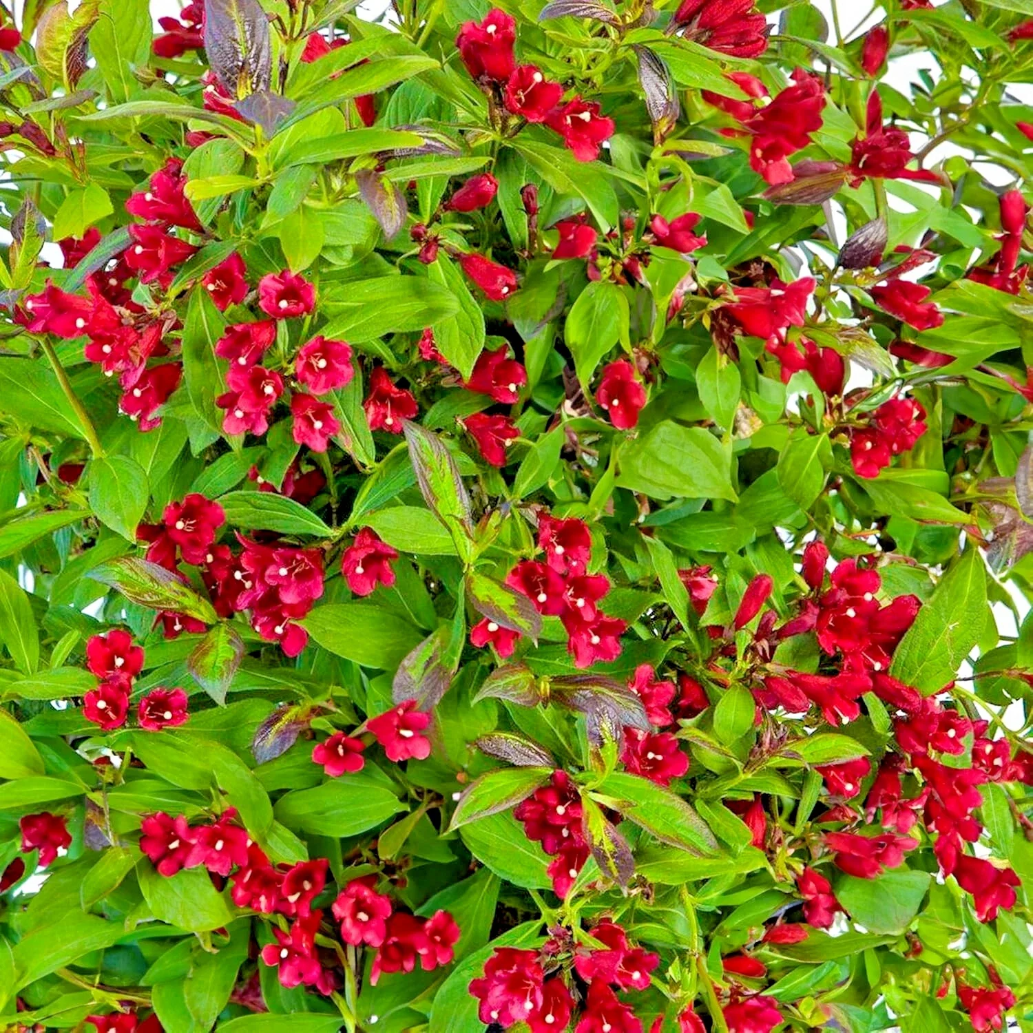 Weigela Florida Camouflage - 3Ltr Large Pot