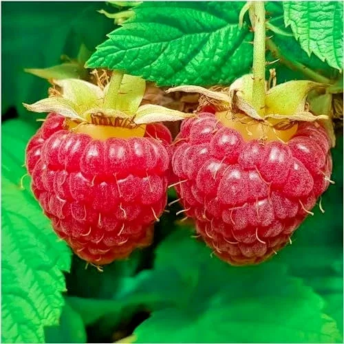 Raspberry Idaeus Schonemann 3Ltr Pot