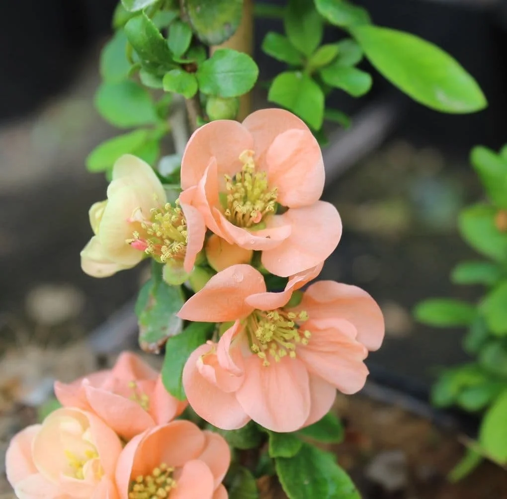 chaenomeles-speciosa-geisha-girl-(2)-3138-p.jpg