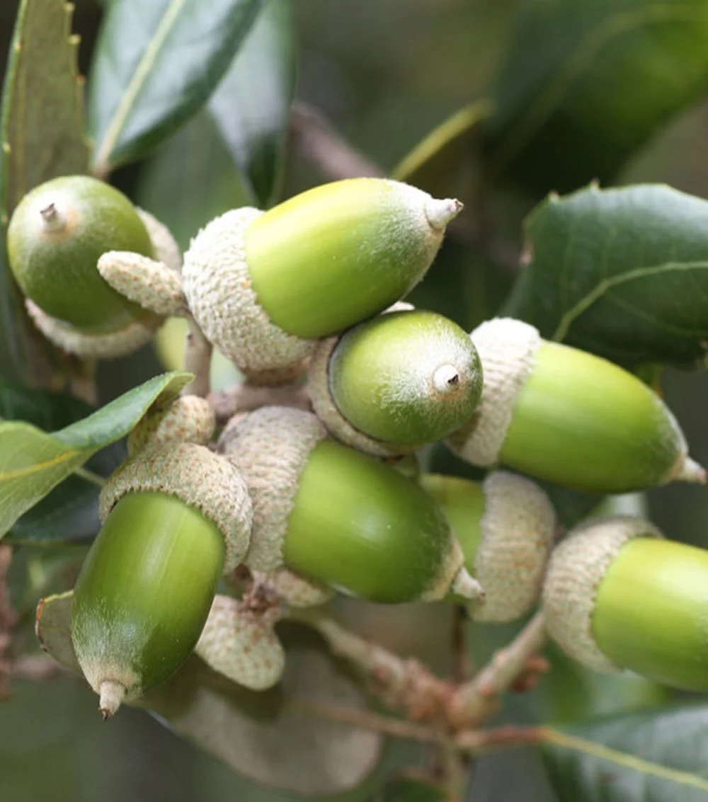 quercus_ilex.jpg