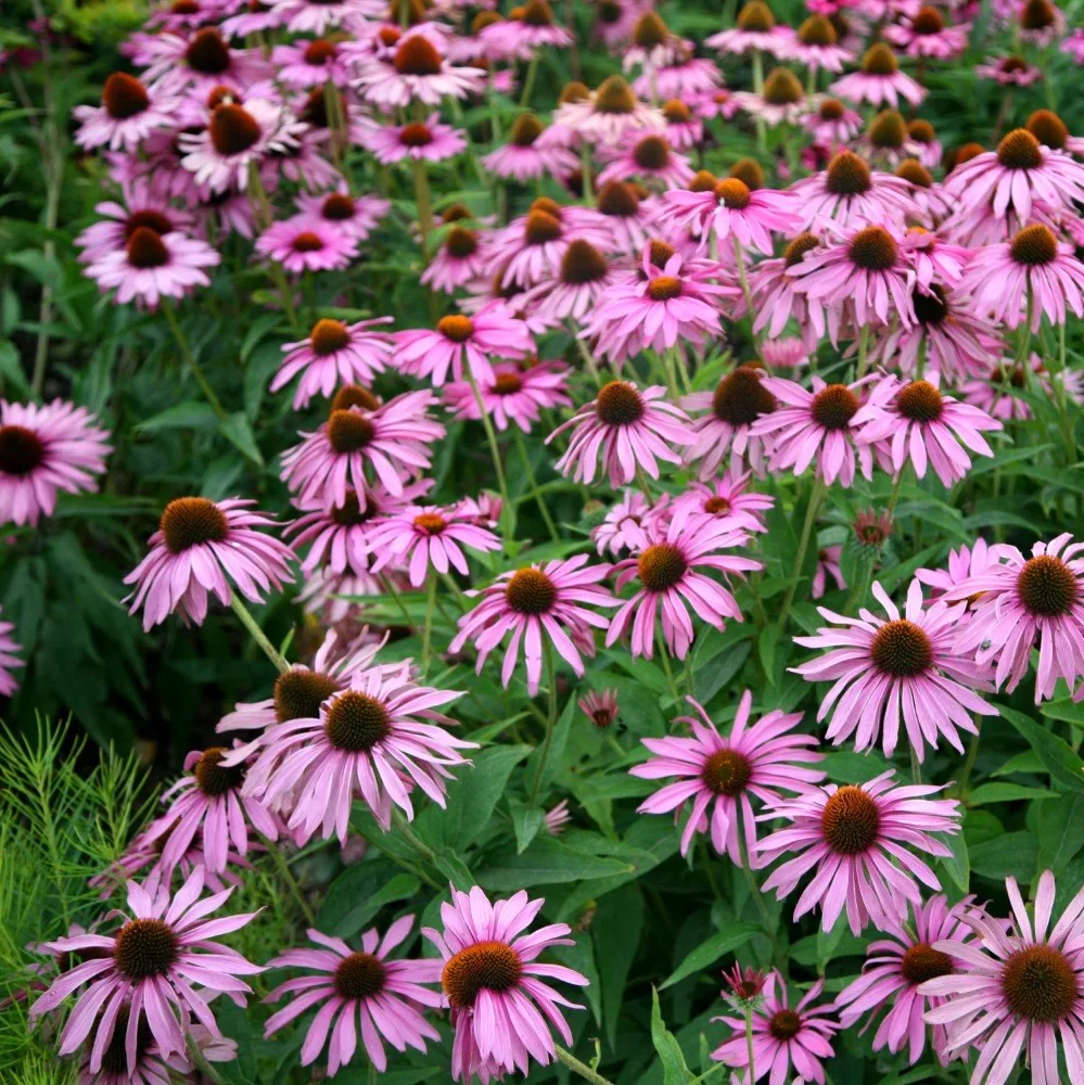 pl2000012657_card2_lg.webp