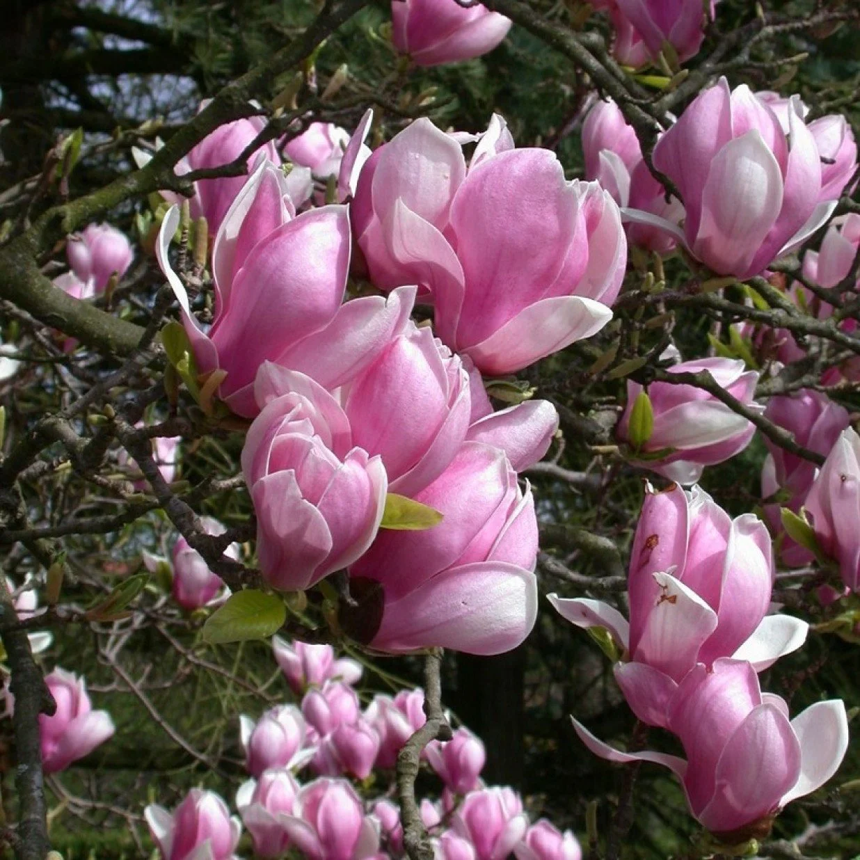 Magnolia-soulangeana-1236x1236.jpg
