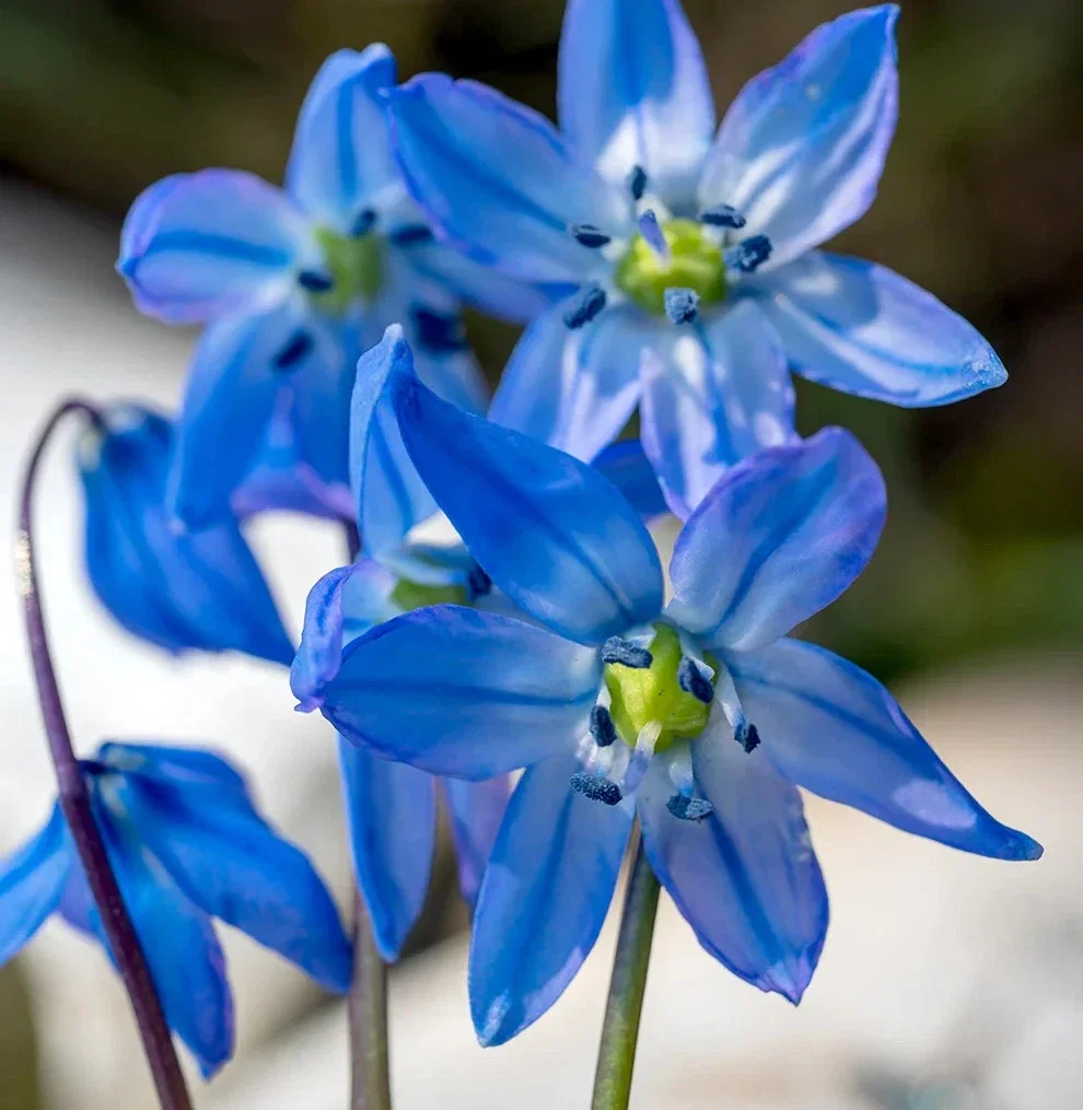 Scilla Sibirica Siberian Black Sea Violet - 1Ltr Pot