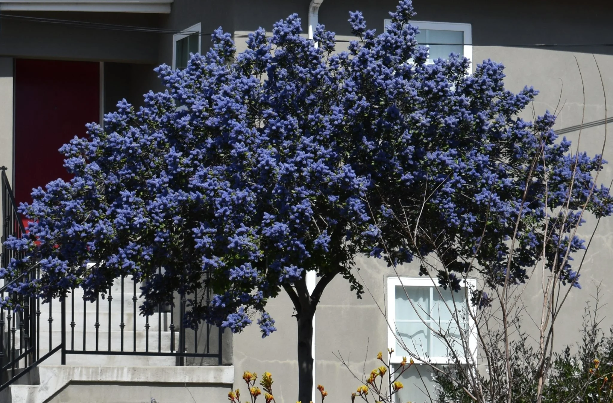 ceanothus-3-2021-05-2048x1345.jpg