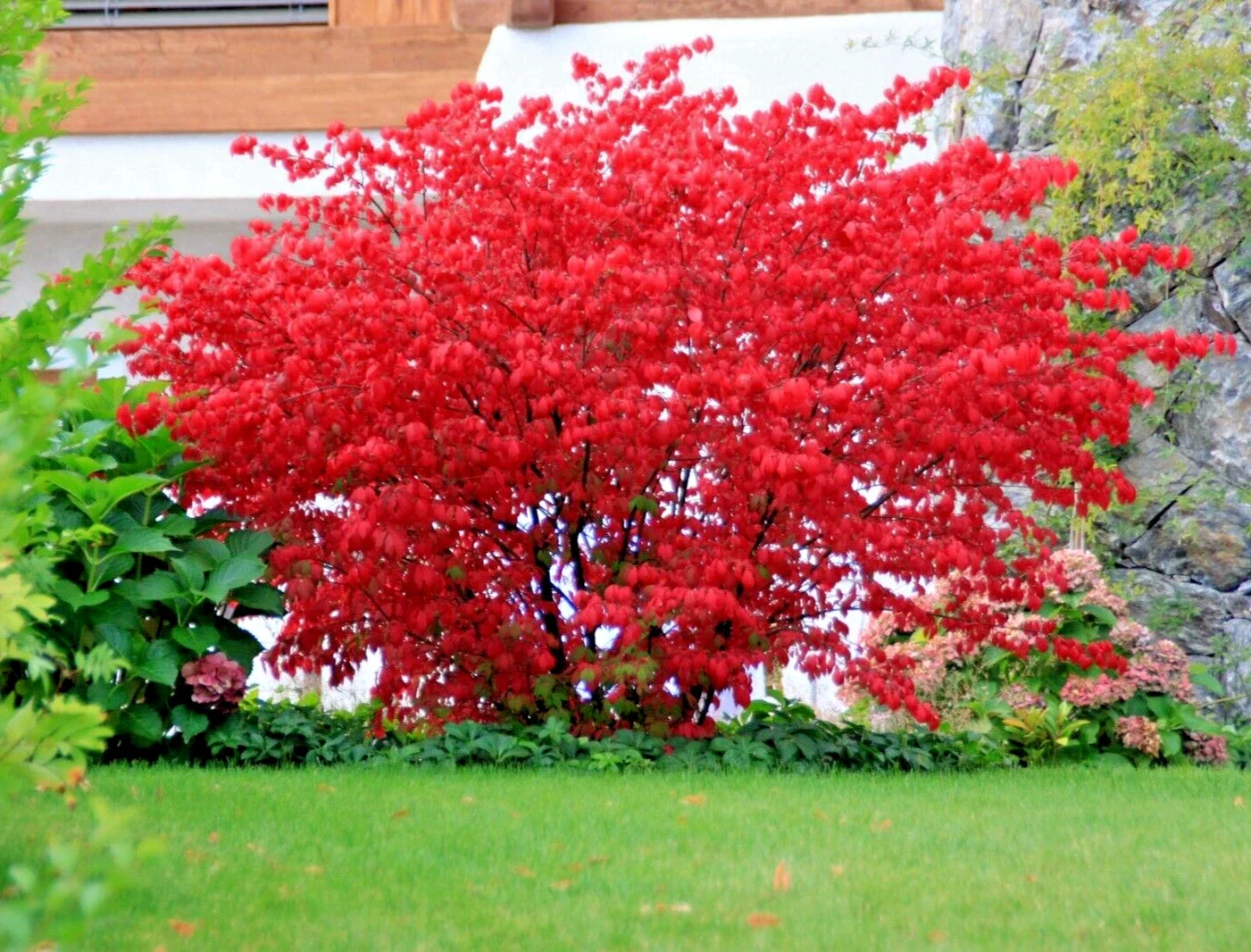 Euonymus Alatus Unforgetable Fire 5Ltr Pot