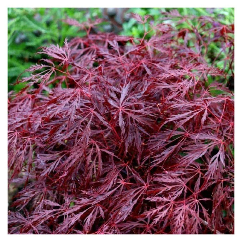 acer-palmatum-firecracker.jpg