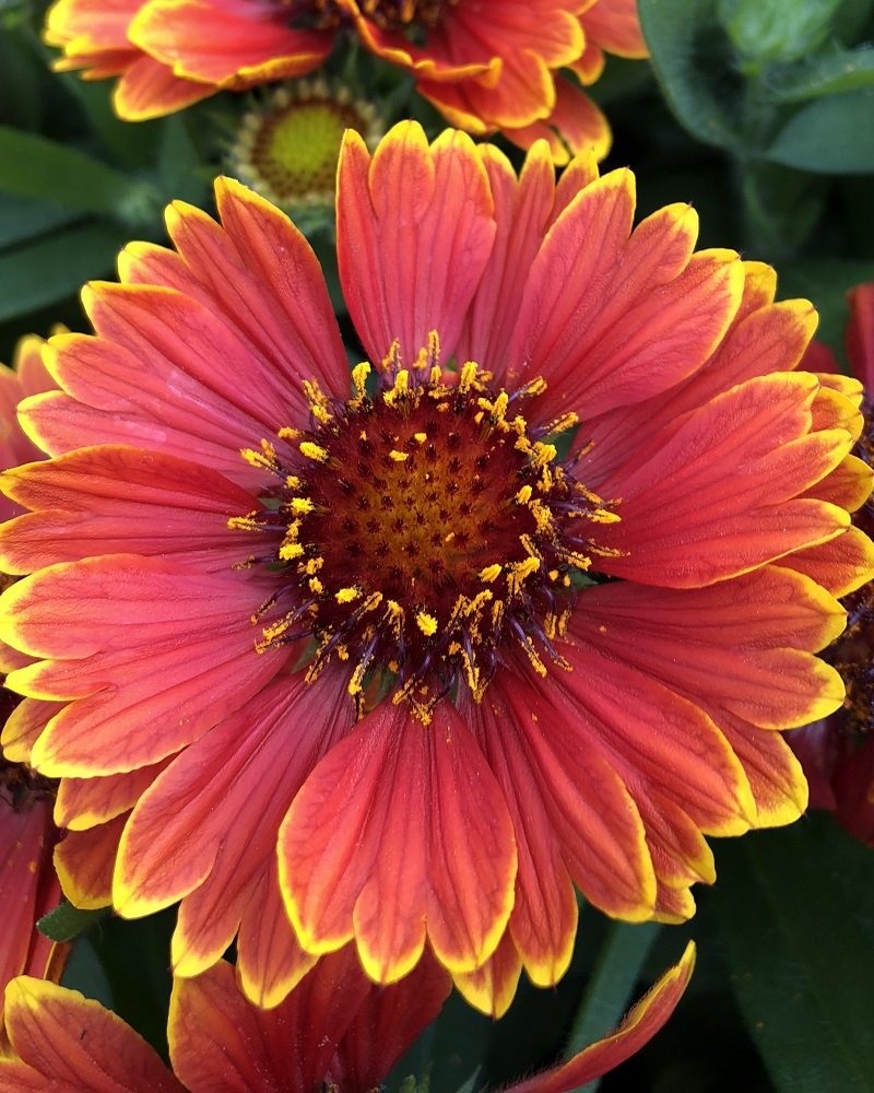Gaillardia-SpinTop-Yellow-Touch.jpg