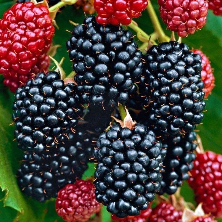Blackberry Rubus Fruticosus Thornless Fruiting Evergreen - 3Ltr Pot