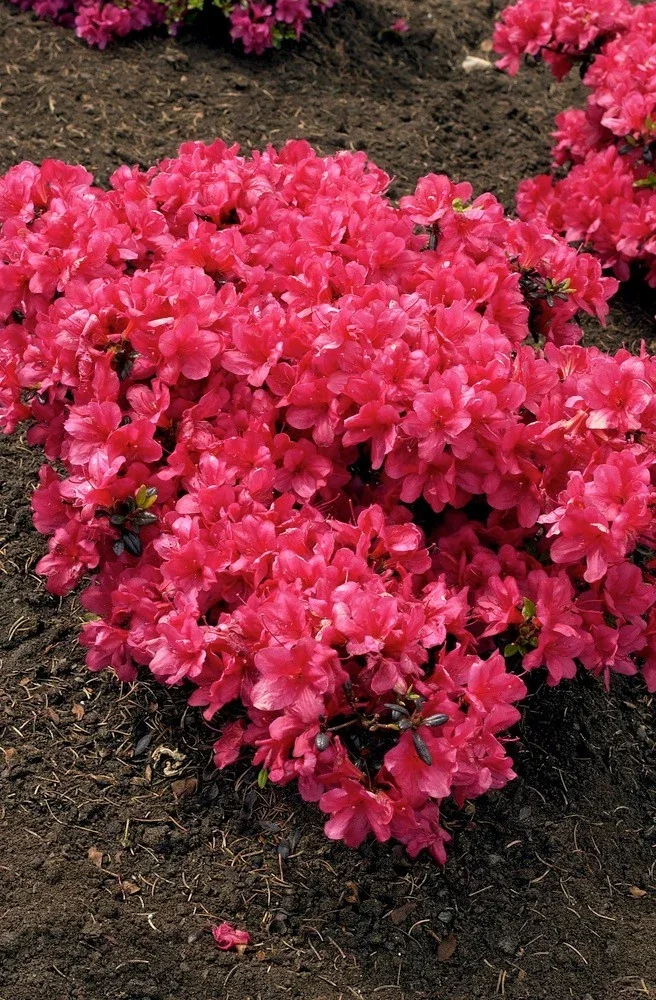 Azalea Japonica Maruschka - 2Ltr Pot