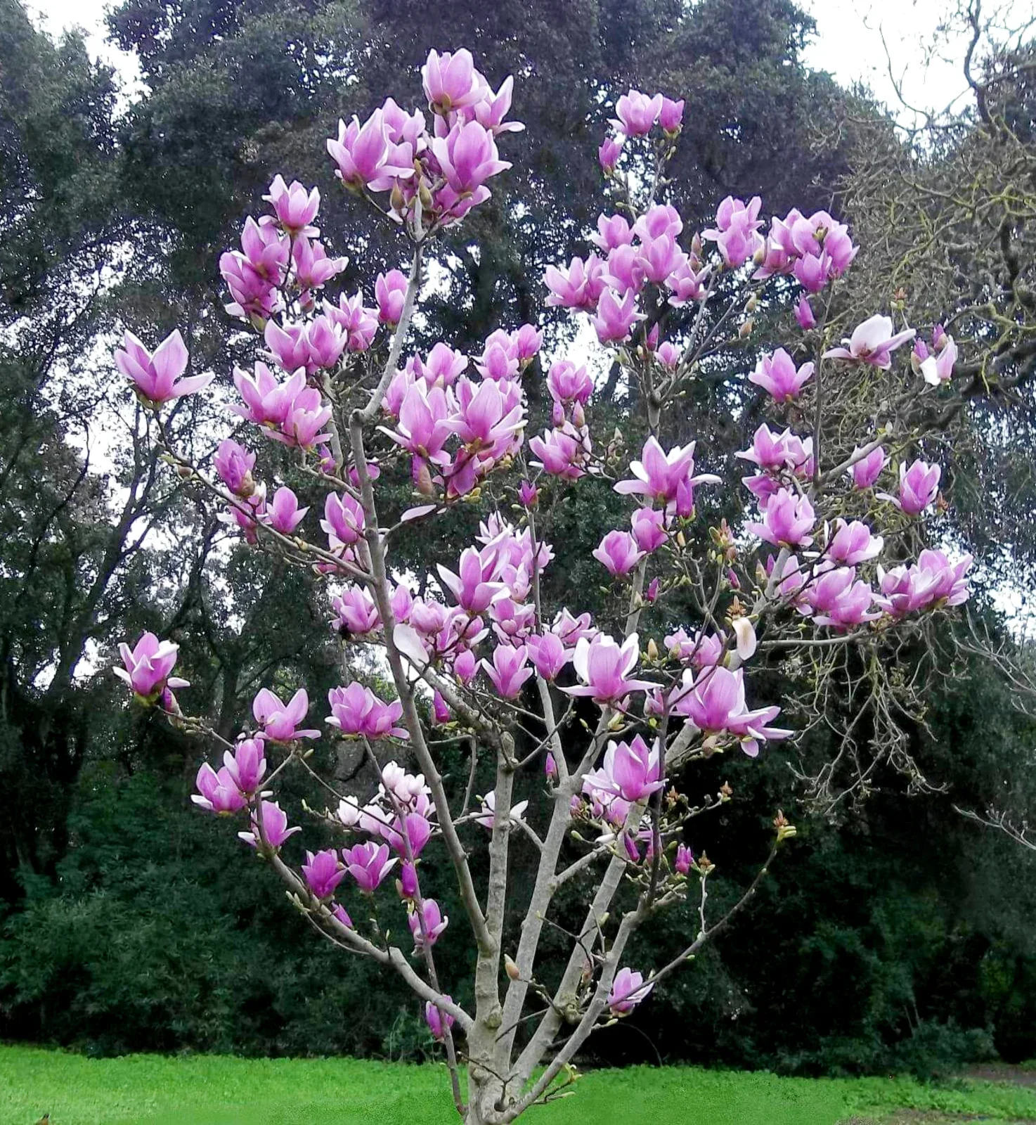 TOPIARY-SPC-MAGNLIASOL-magnoliasoulangeana-image3.webp