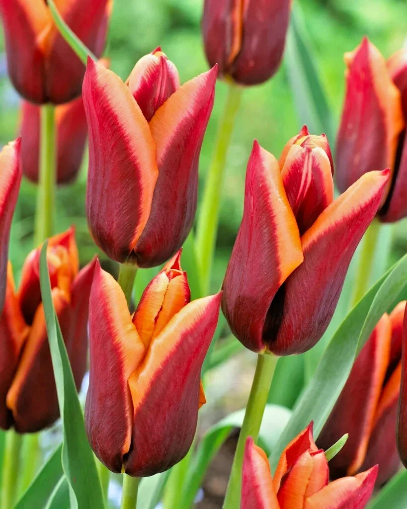 7x Tulip Tall Slawa Triumph - 2Ltr Pot
