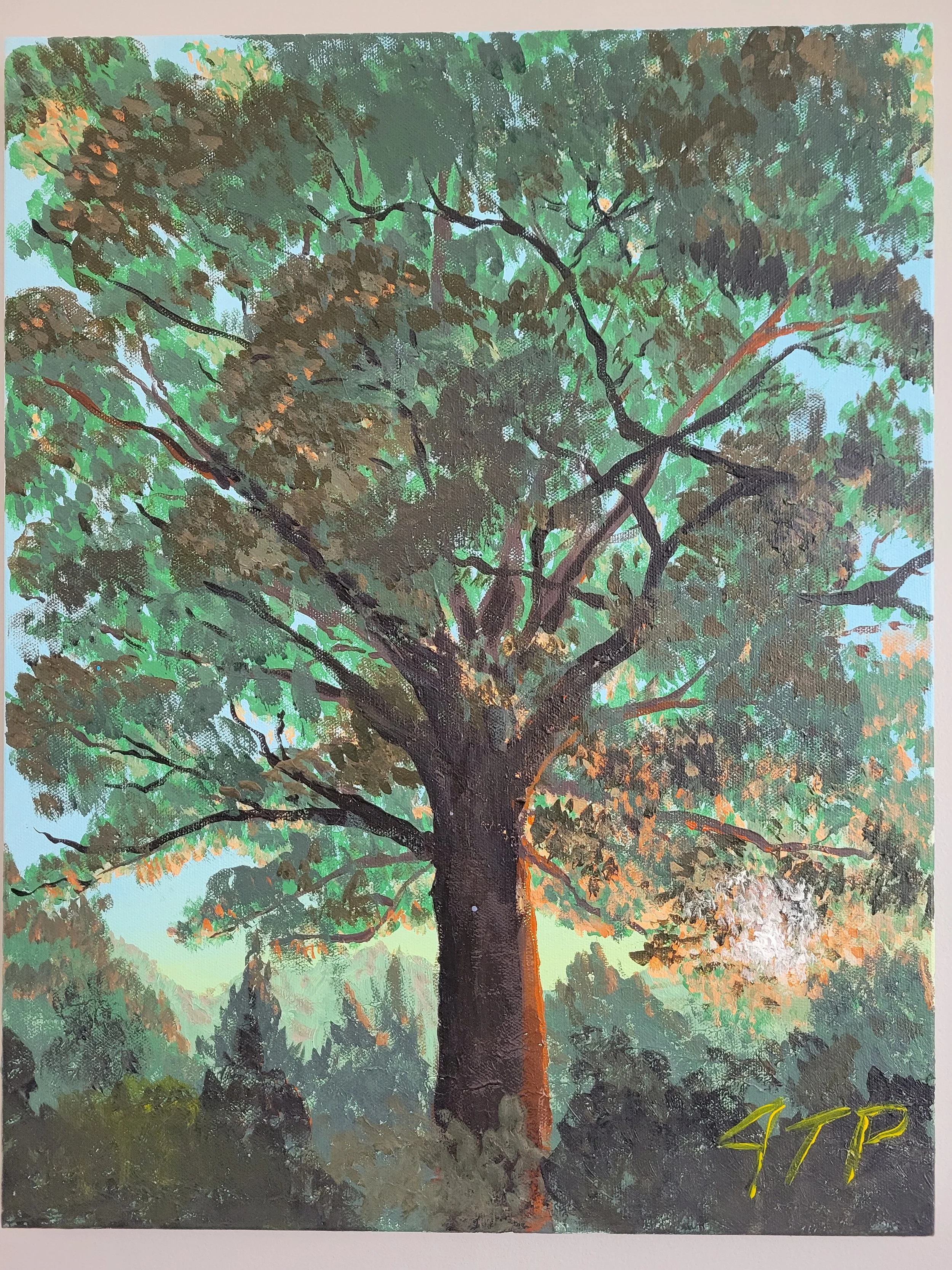 Tree at Sunset 18x14