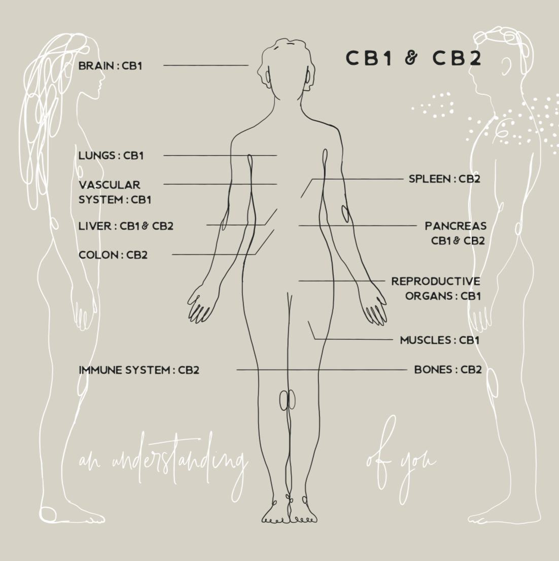 The Endocannabinoid System