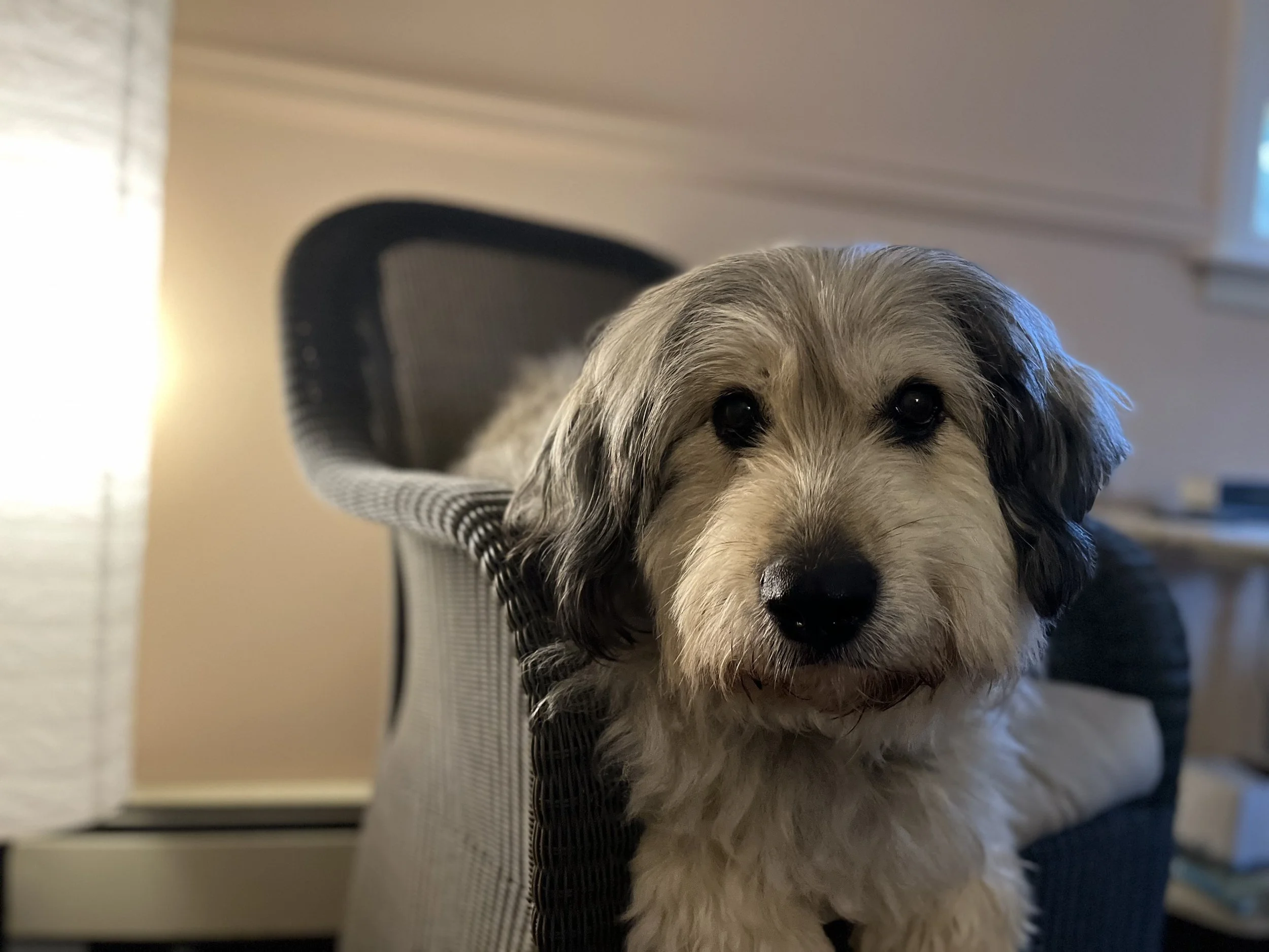 Lily.jpg