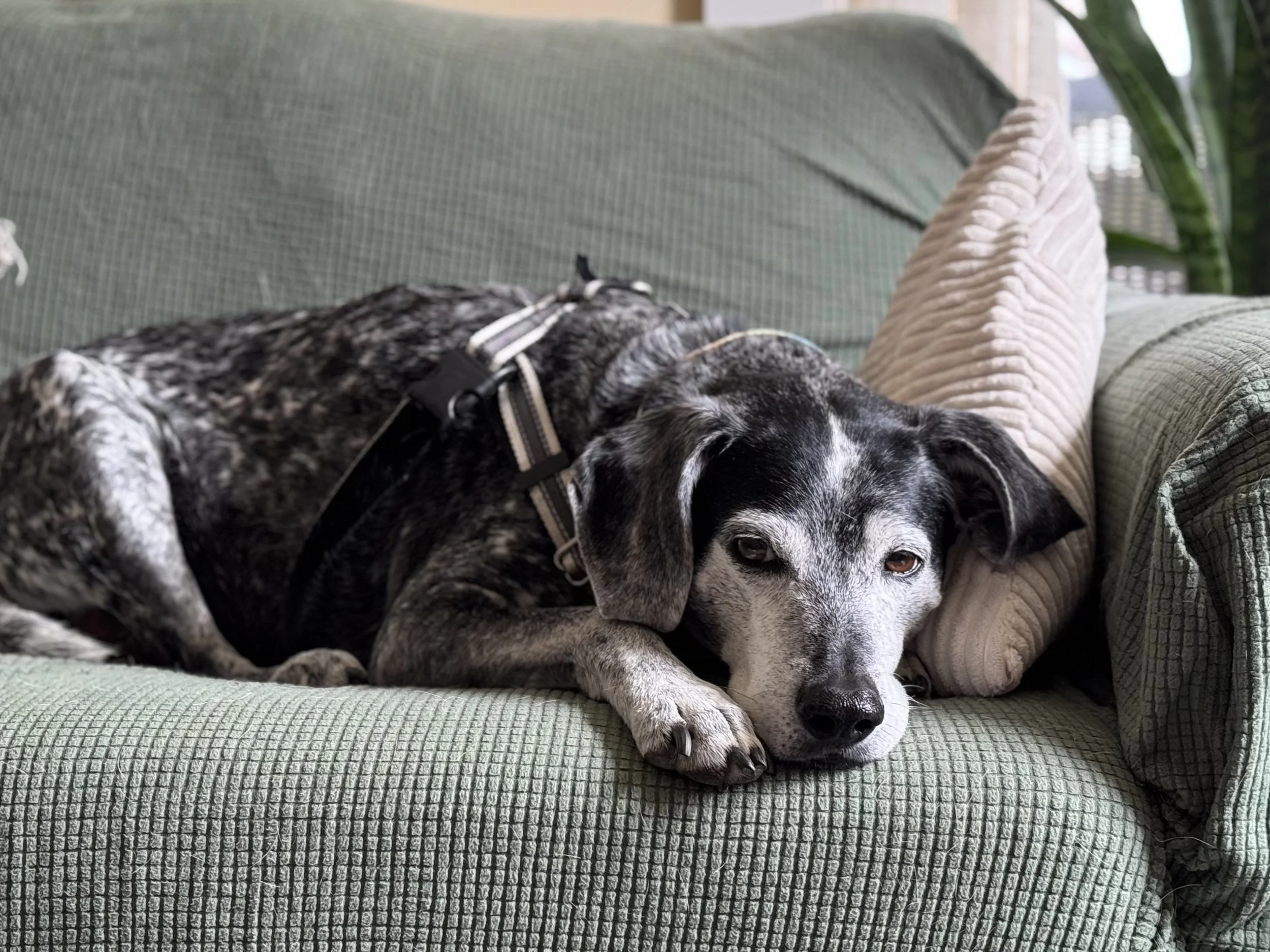rosco.jpg