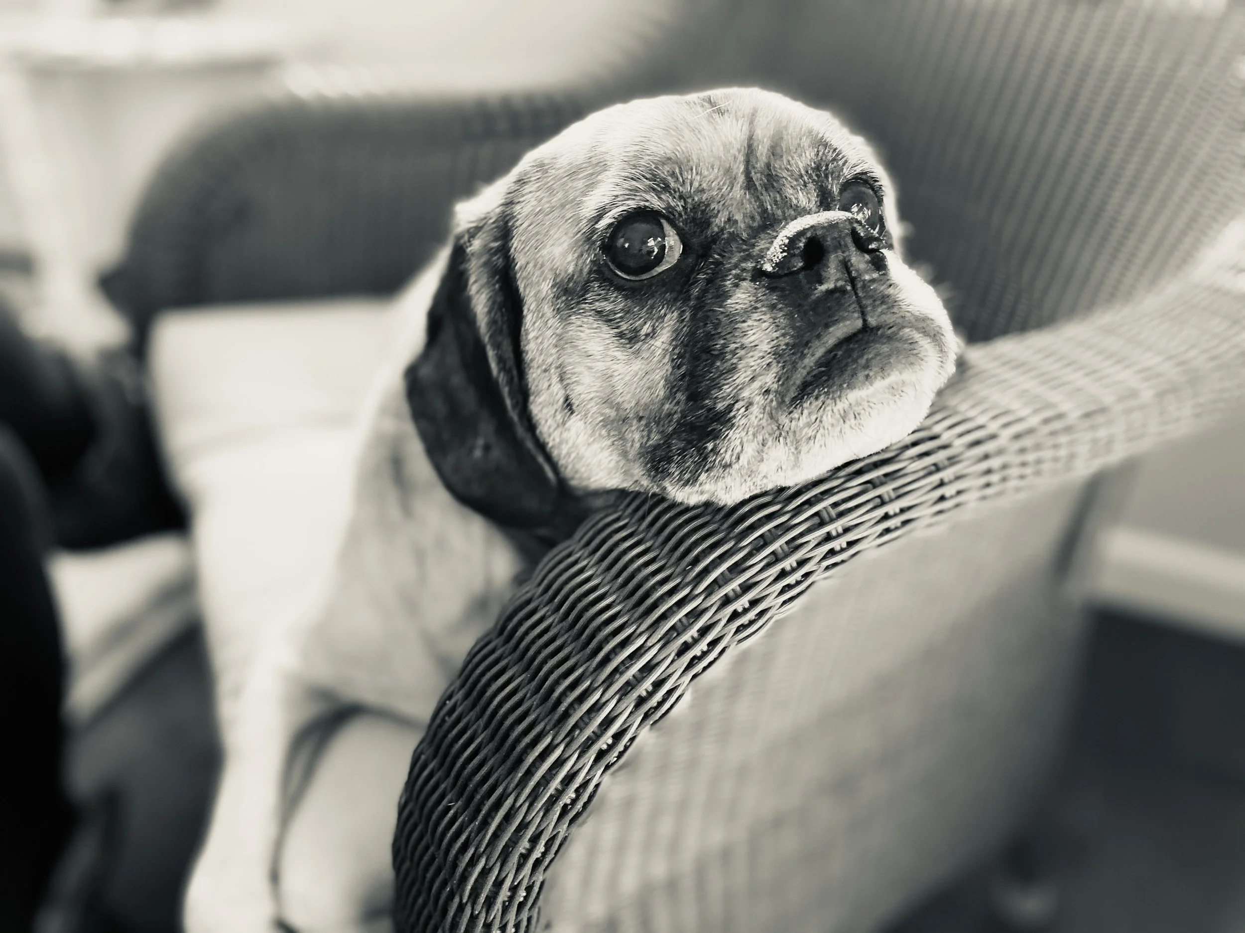 puggle.jpg