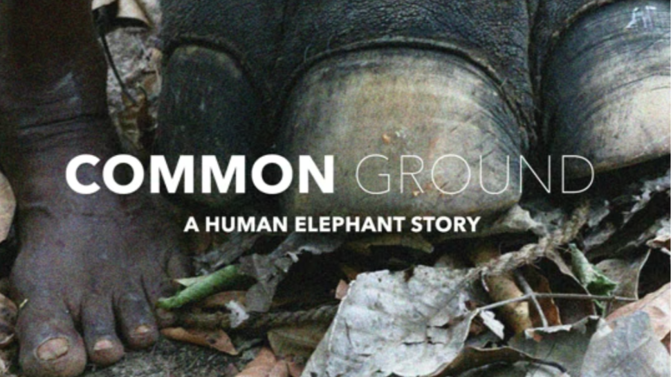 Common Ground (Producer) A feature documentary about Human-Elephant Conflict in Sri Lanka. 