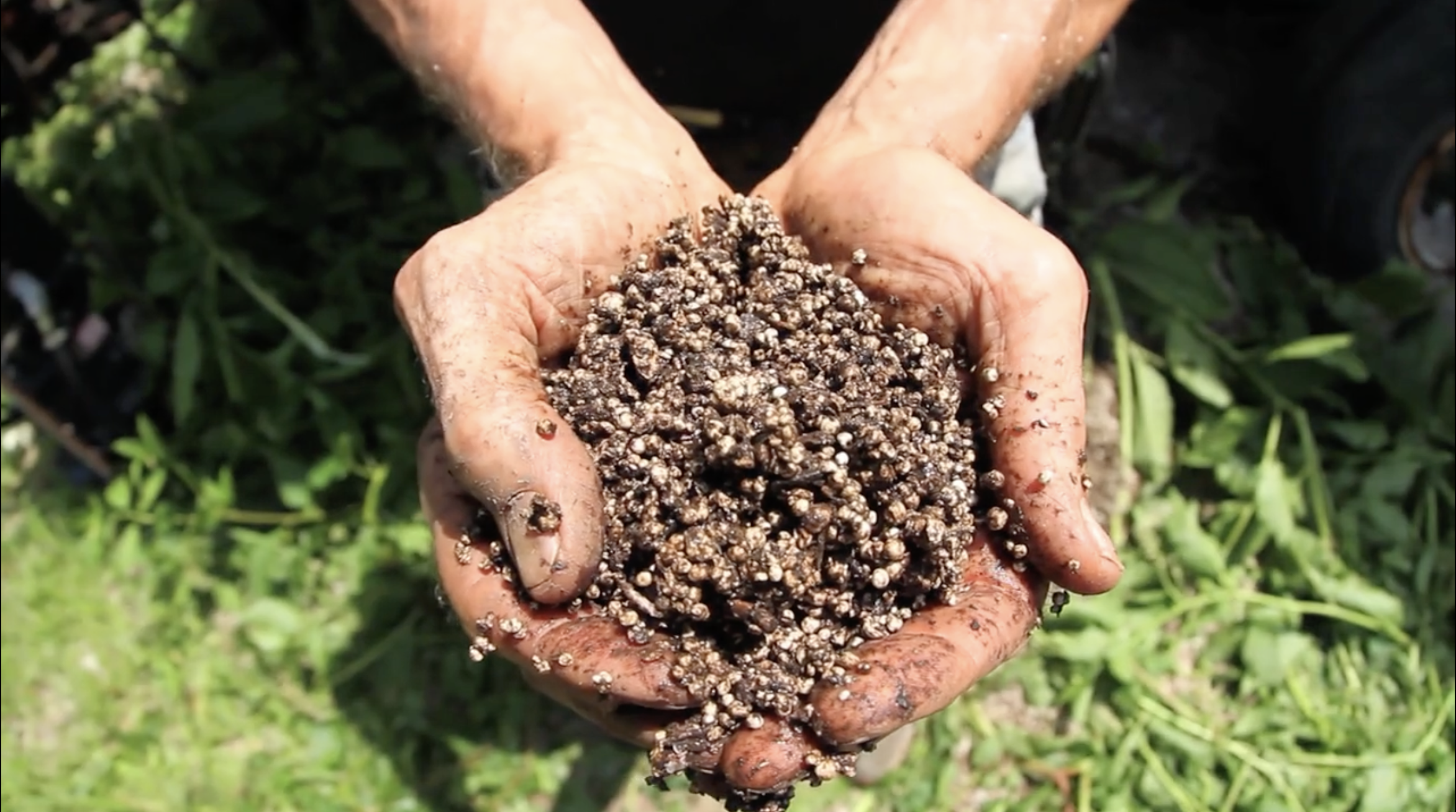 GAIA SOIL (Co-Director, Producer) was a Finalist in the $200,000 GE FOCUS FORWARD Filmmaker Competition. Paul Mankiewicz is the creator of Gaia Soil, a light-weight soil used for urban gardens. This short documentary delves into this special soil. 

