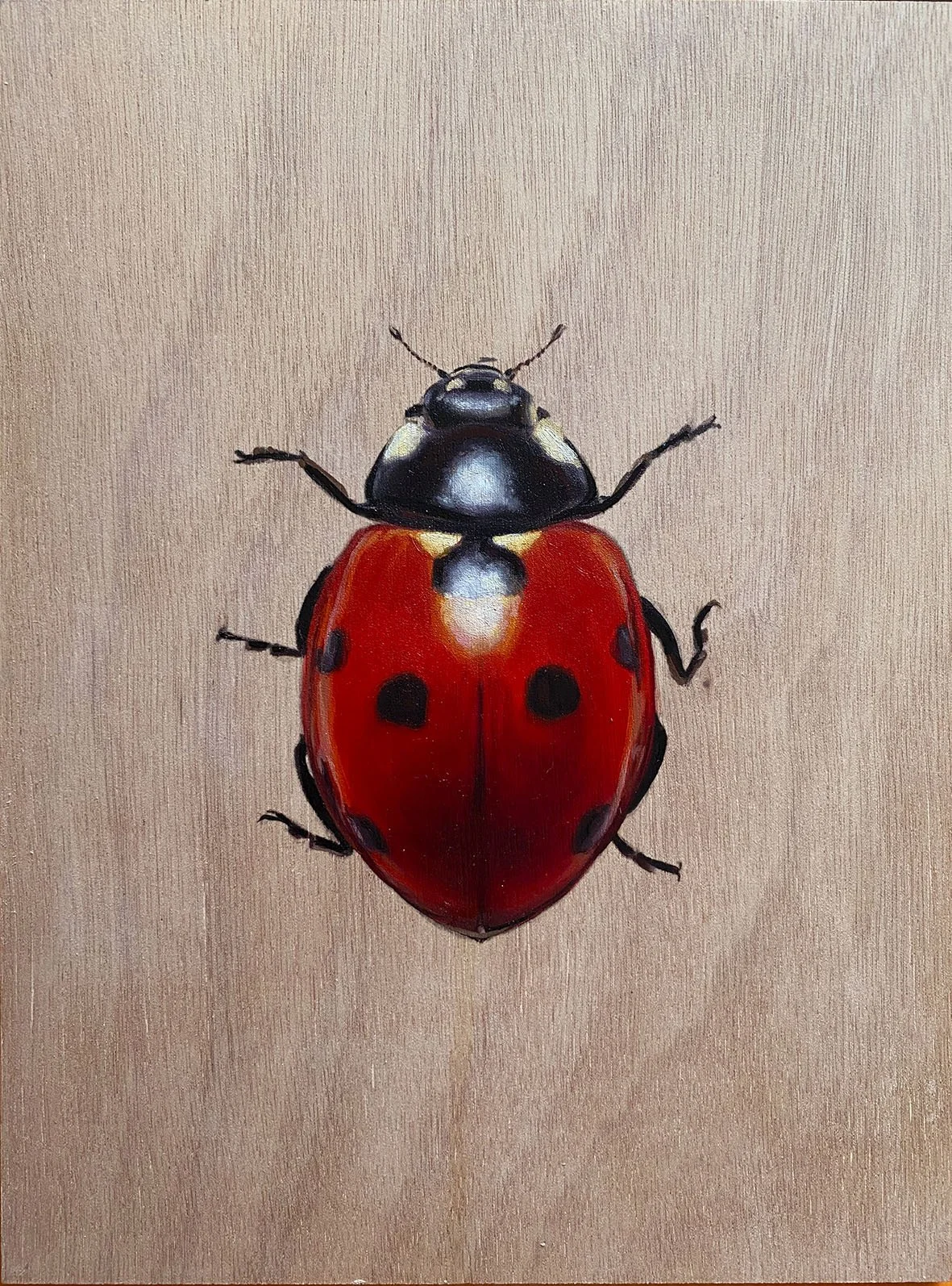 Ladybird - 23x30cm Oil on wood panel Framed     £225 