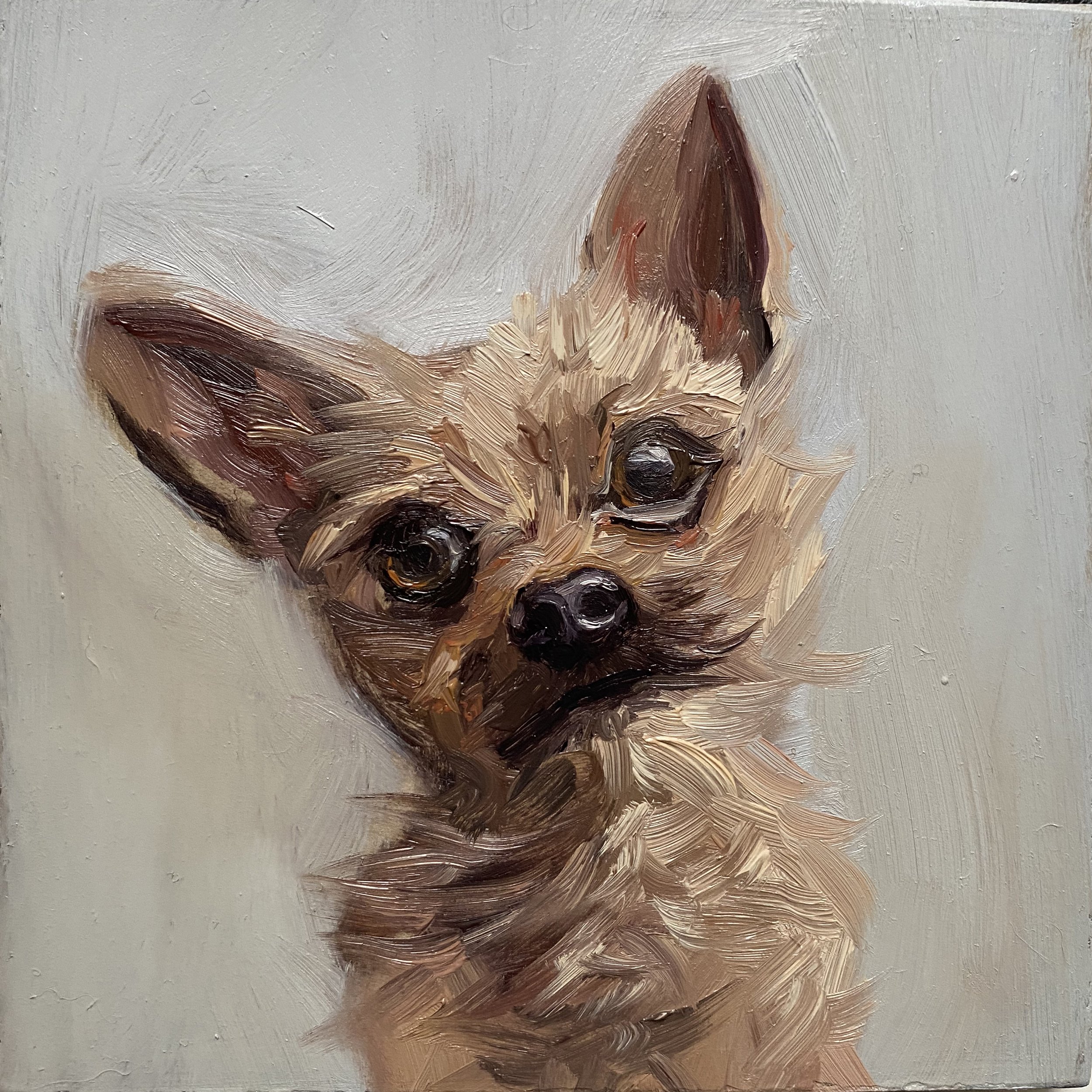 Yorkshire Terrier -  Oil on panel 10x10cm       £120
