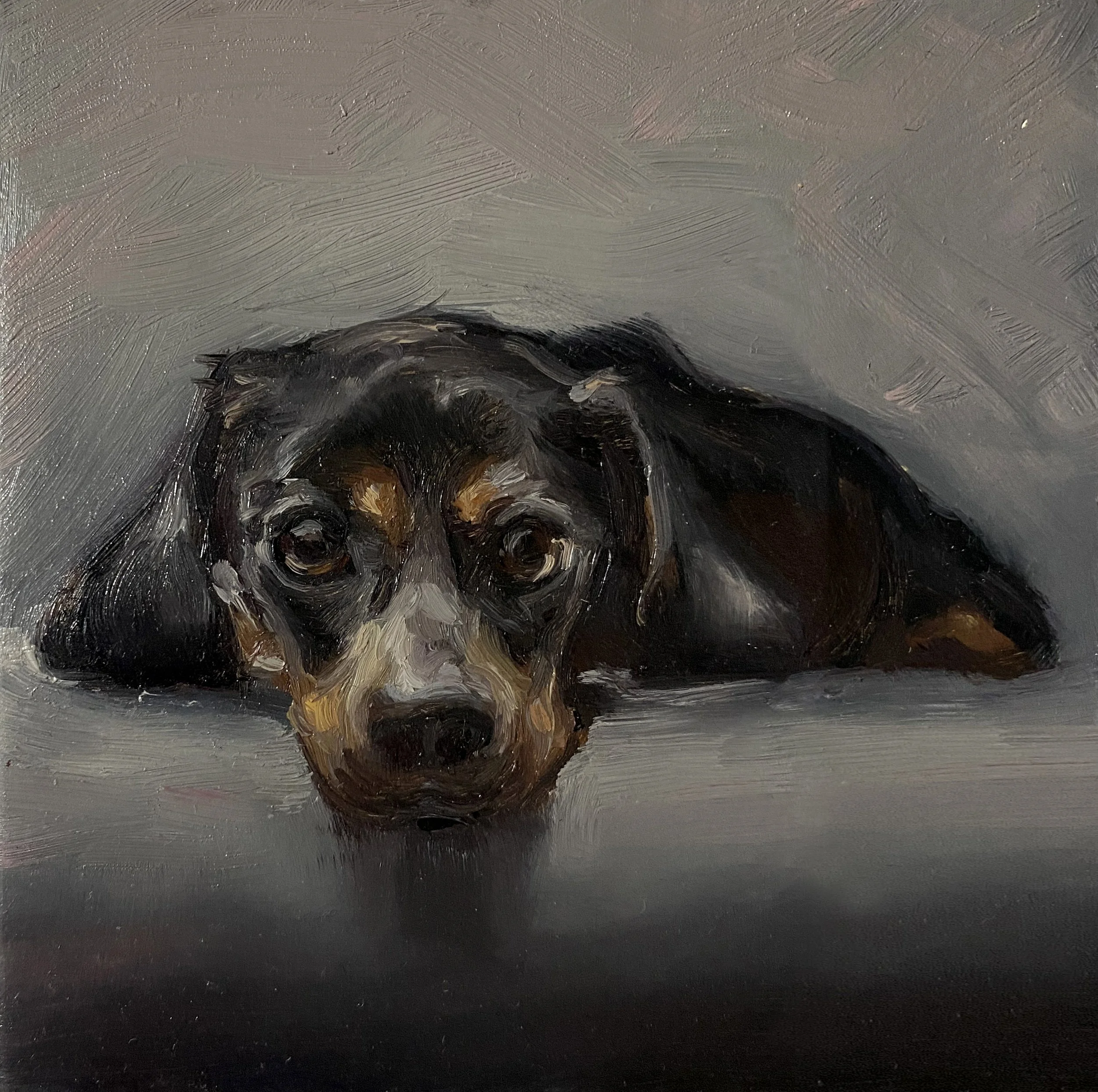Dachshund -  Oil on panel 10x10cm Framed      £225 