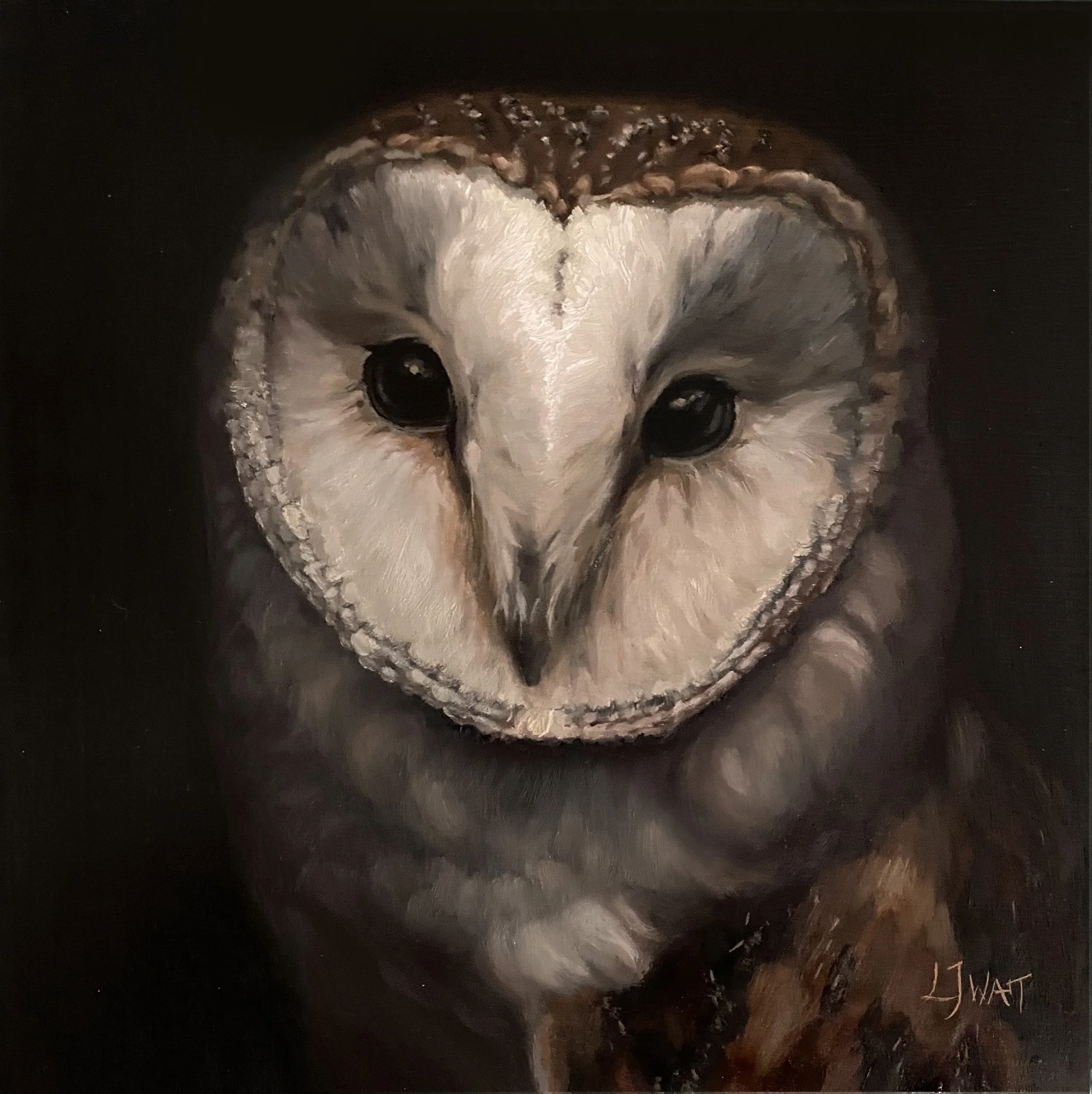 Barn Owl -  Oil on panel 20x20cm Framed      £325 