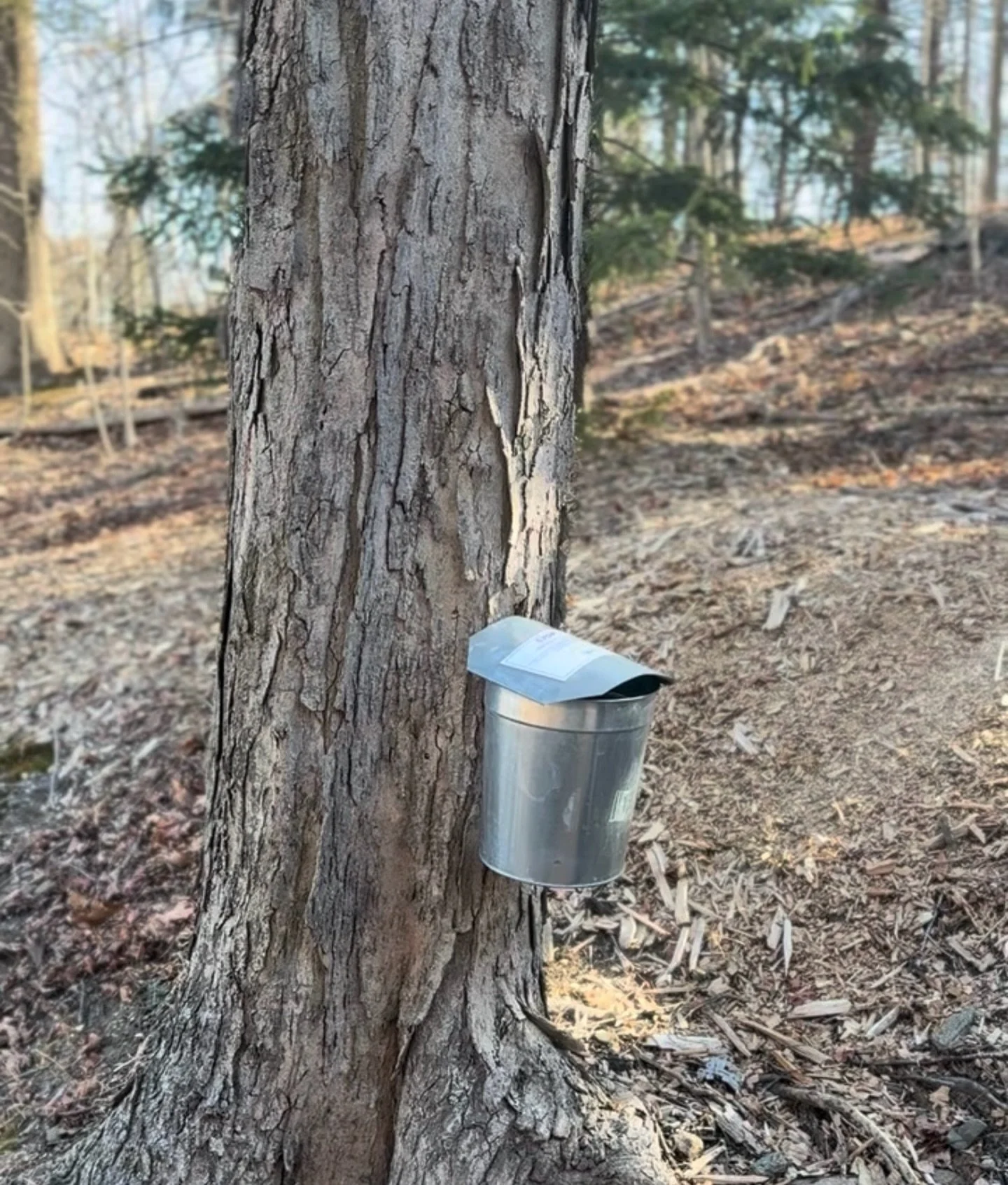 ‼️ Volunteers are needed for &ldquo;Maple Saturday&rdquo; at @lenoir_preserve on March 7 from 11am-2:30pm. Help direct visitors and assist with maple-themed activities &mdash; It&rsquo;s all just too sweet! Contact volunteer@thewpf.org or DM us if in