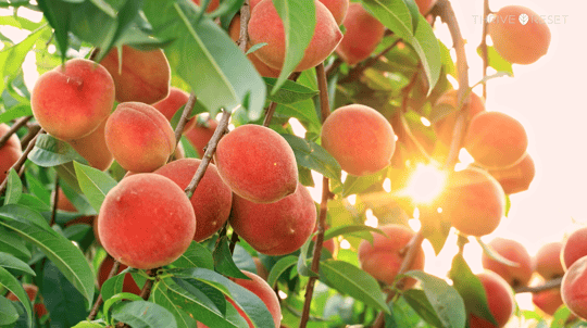 Reset: The Miracle of Nutrition