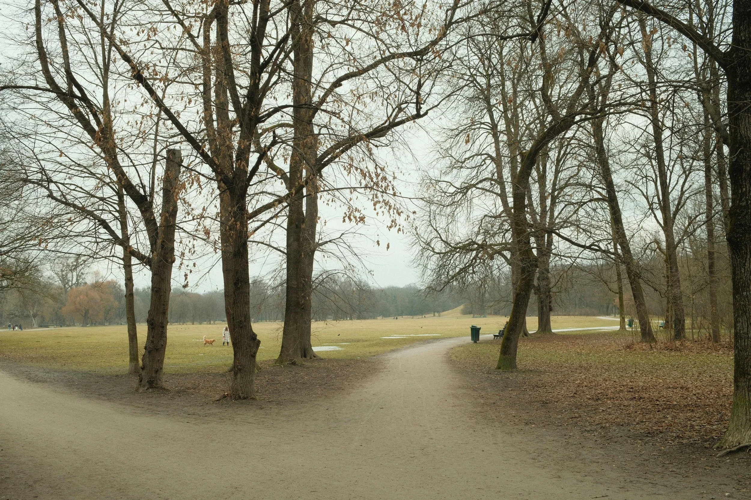 Fork in a park path with trees on a foggy day, symbolizing choosing between engineering and computer science majors