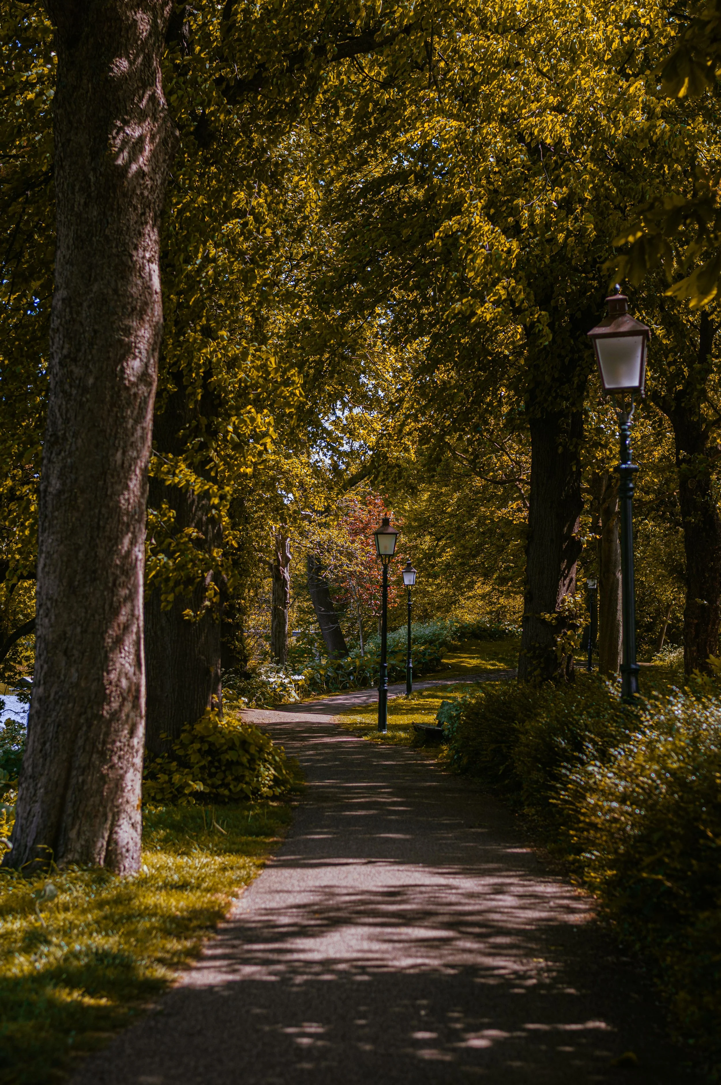 Tree-lined campus path with lampposts in early autumn..