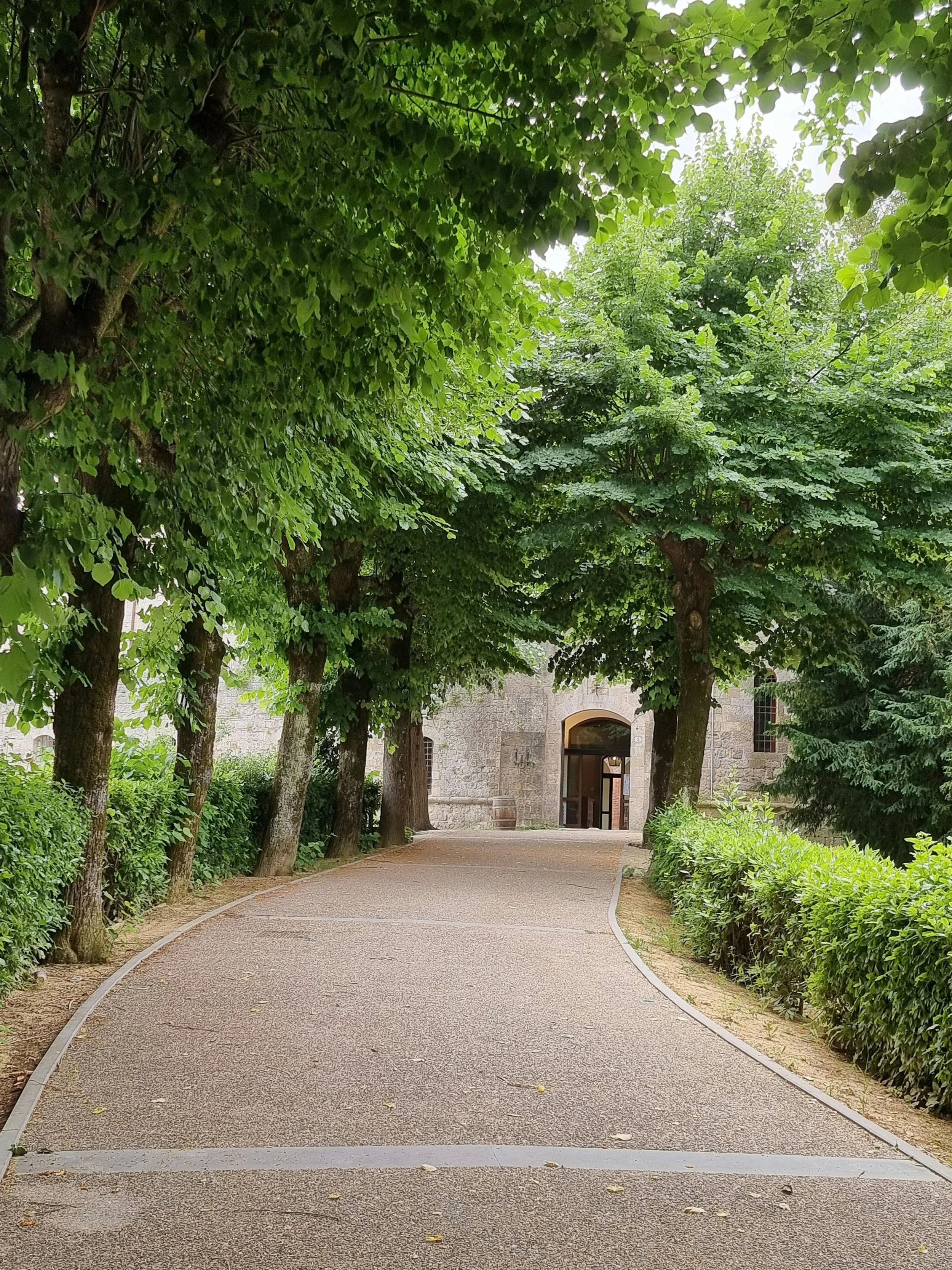 Tree-lined college walkway leading toward an academic building, symbolizing a thoughtful and supported return to college.