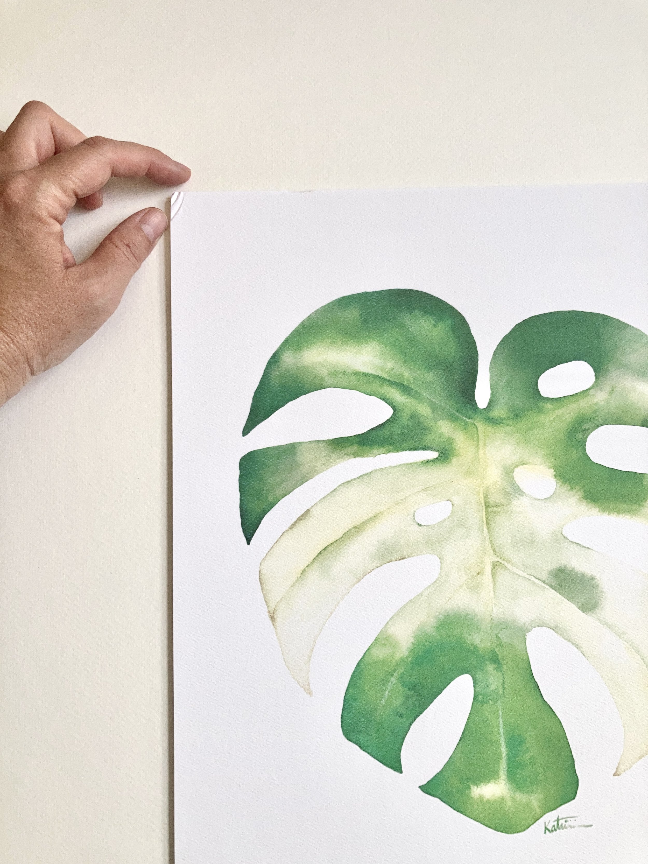monstera1.jpg