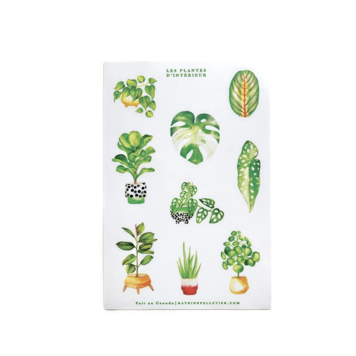 Stocker plante.1.jpg