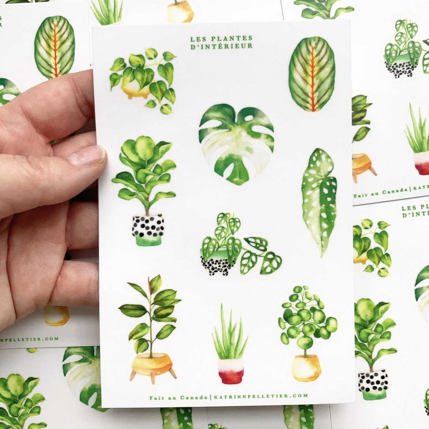 Stocker plante.2.jpg