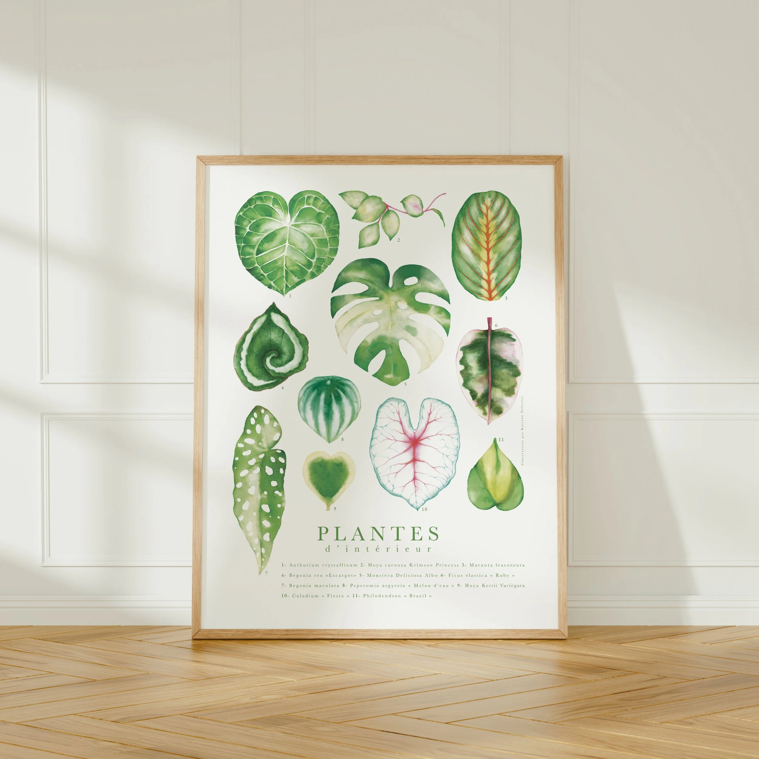 Affiche botanique feuilles plantes d'intérieur