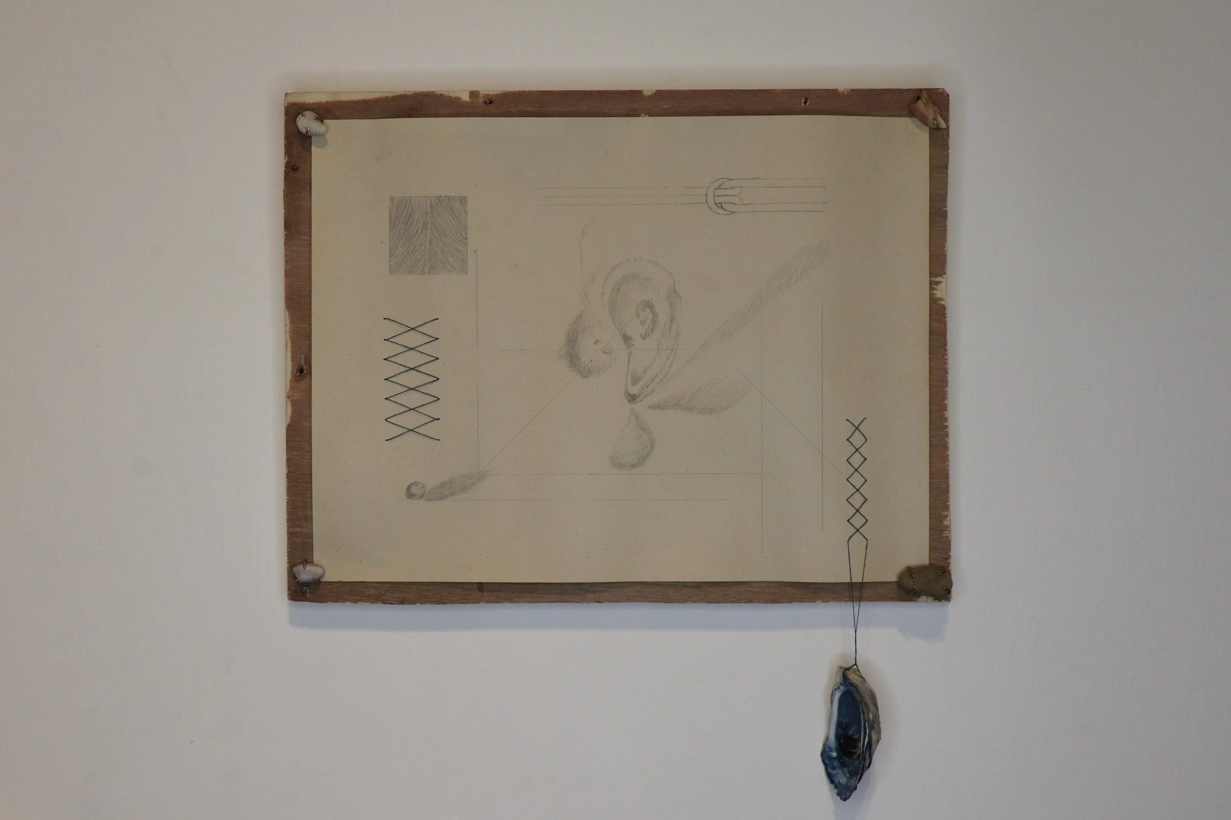 Shells of Memory, 2024
Paper, graphite, shell, cotton, wood, brass, stone, cyanotype dye
