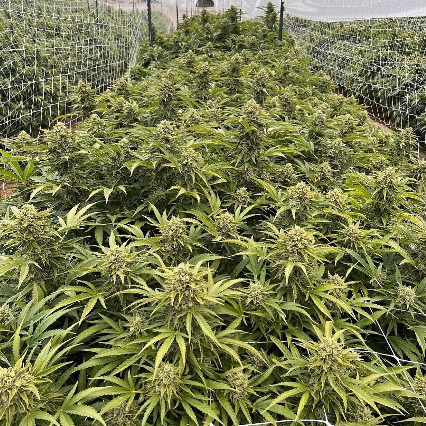 Harvest has officially started on the farm. 🙌🏼 First to get chopped was our Key Lime Pie, a strain that took first place with Beezle at the @theemeraldcup this year, along with that tasty Papaya! We made sure to bring this one back this year, it&rs