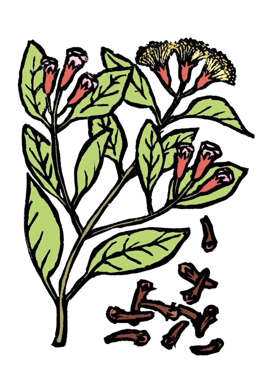 07_a_cloves (Large).jpg