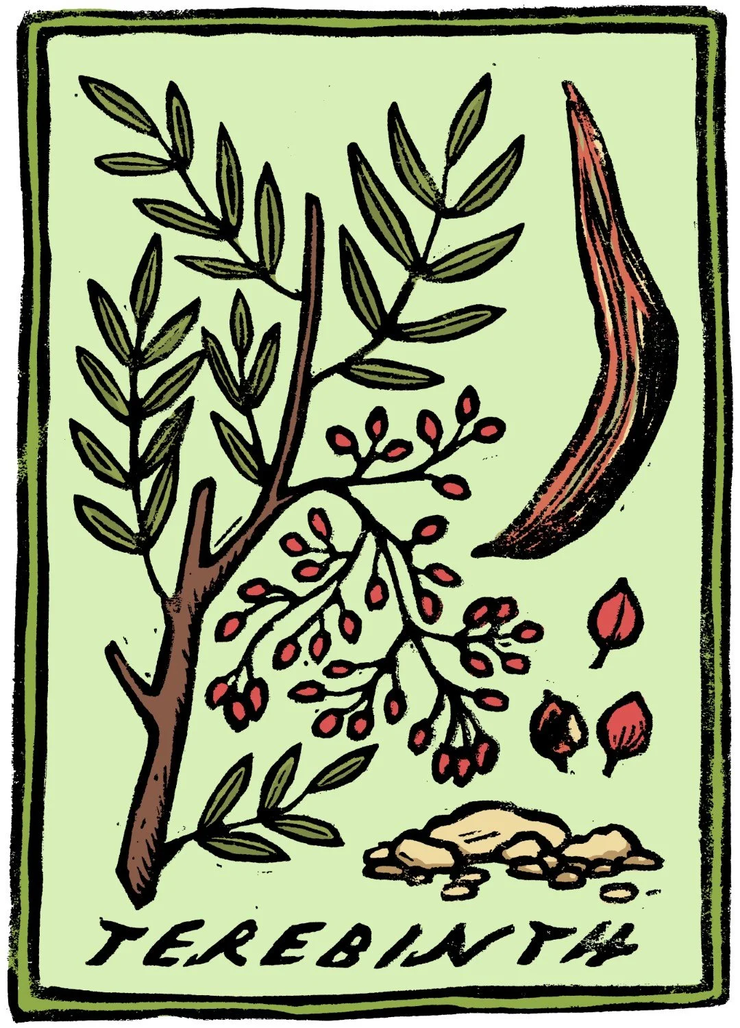 11_b_terebinth (Large).jpg